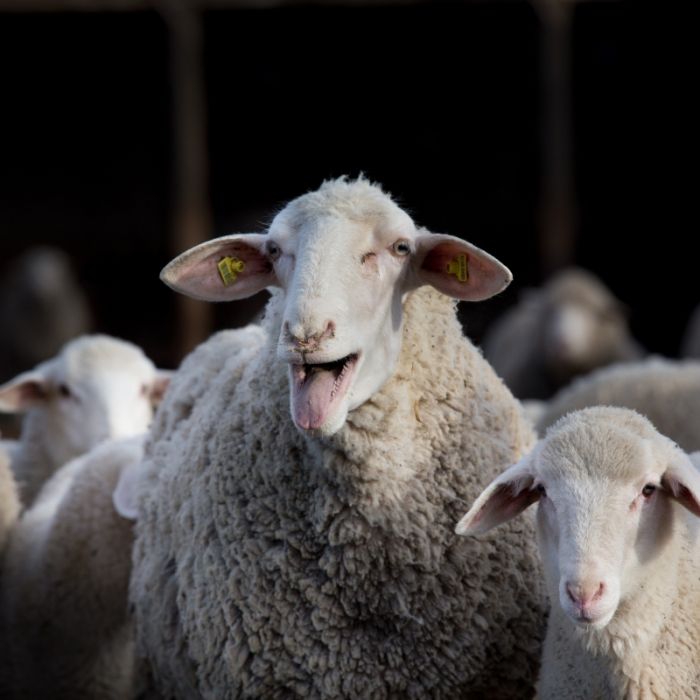 Temperatursturz oder Hitzewelle: Fällt die Schafskälte dieses Jahr aus?