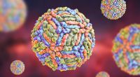 Das West-Nil-Virus ist in den USA nachgewiesen worden