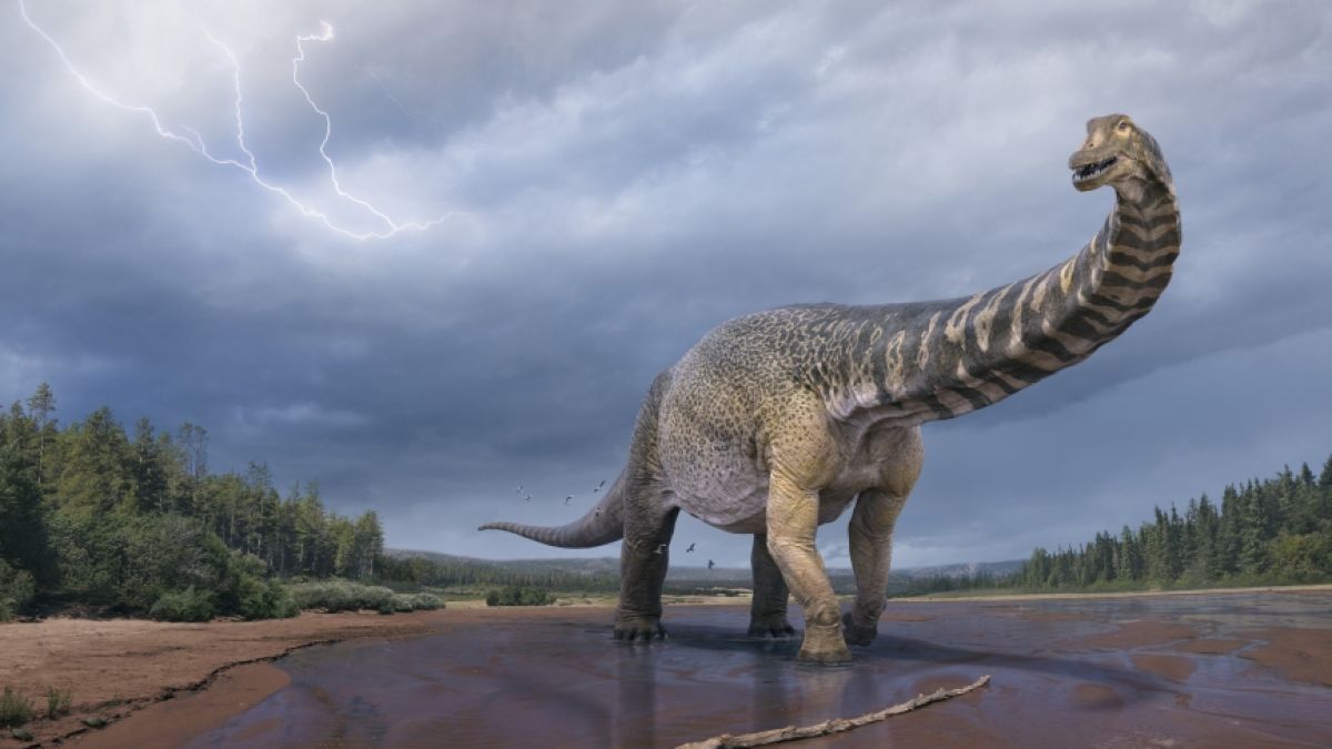 Eine künstlerische Darstellung zeigt den Dinosaurier Australotitan cooperensis, oder den Südtitan. (Foto)