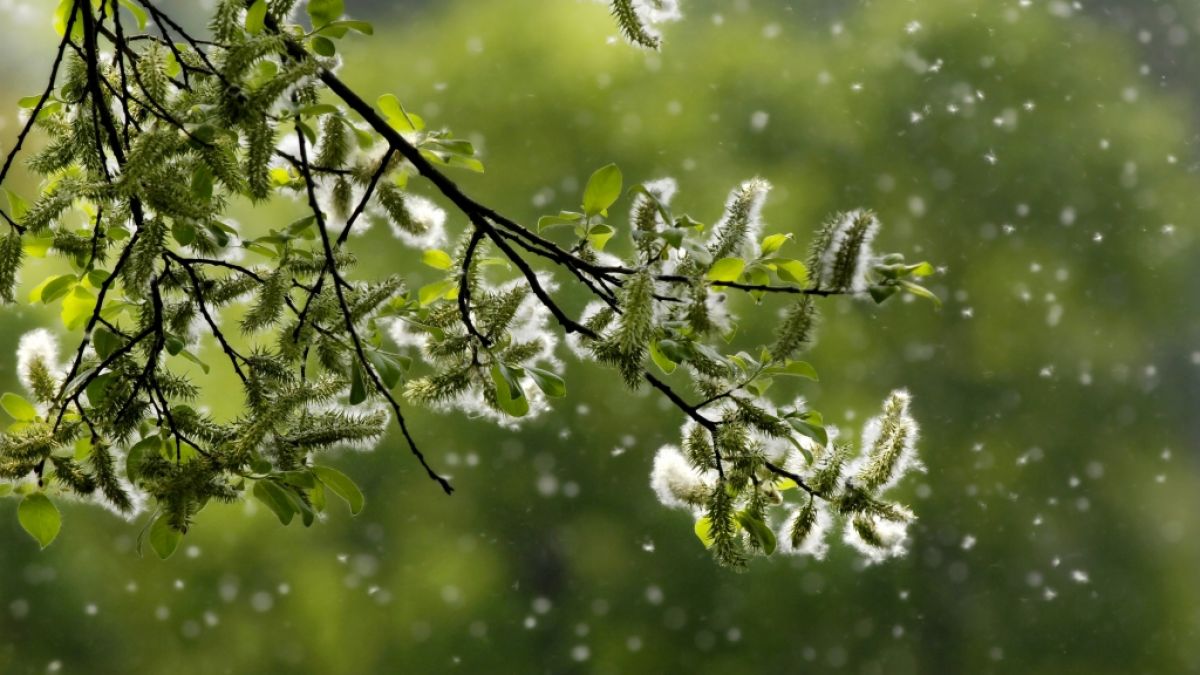 Ihr Bio- und Pollenflug-Wetter heute. (Foto)