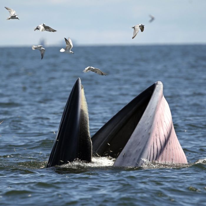 10-Meter-Wal kracht auf Fischerboot - 18-Jähriger im Koma