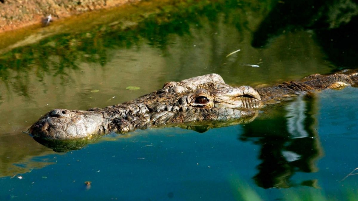 Ein "unsterbliches" Krokodil hat mehr als 80 Menschen gefressen. (Foto)
