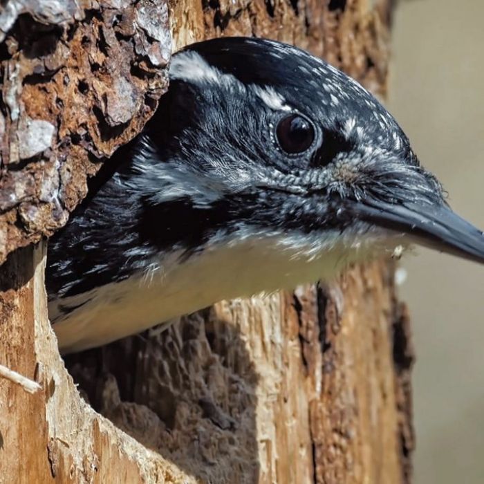 Wiederholung der Naturreihe im TV und online Wiederholung der Naturreihe im TV und online (Foto)
