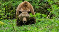 Ein 57-jähriger Mann ist in der Slowakei infolge einer Bärenattacke gestorben (Symbolbild).