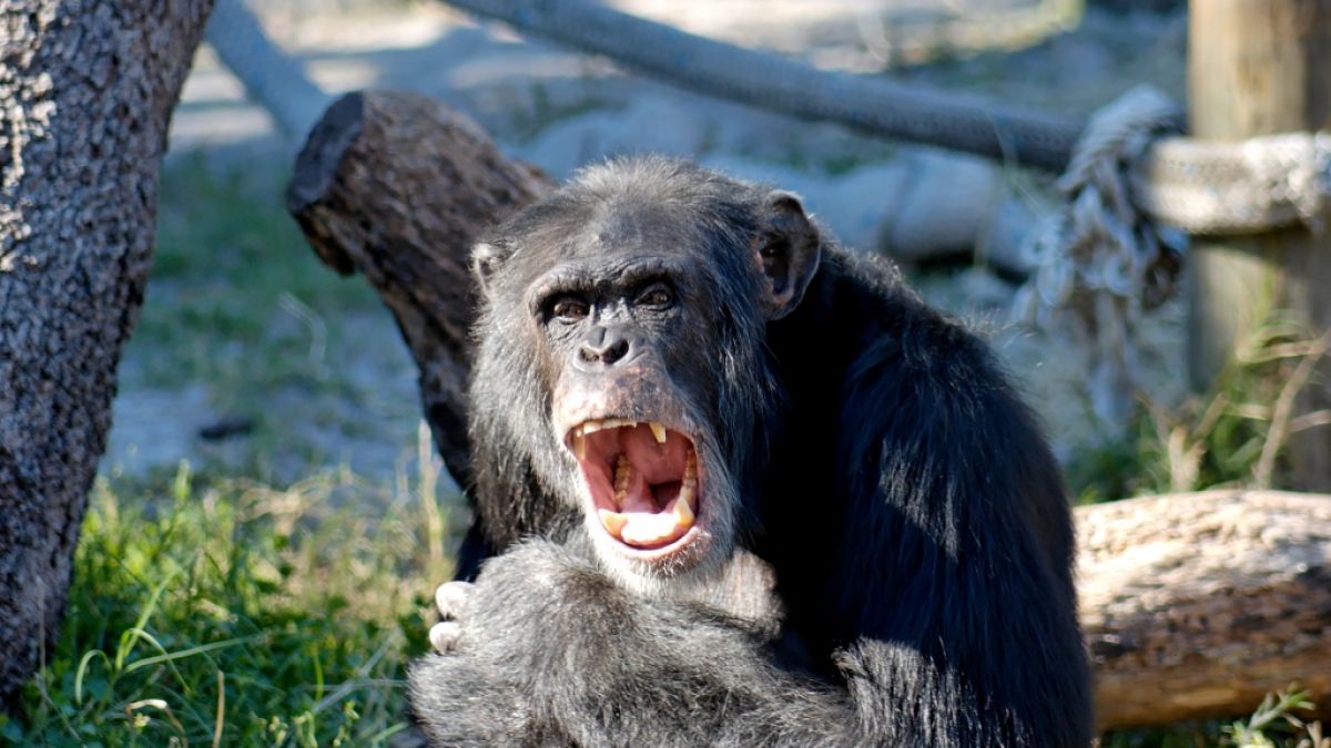 Ein Schimpanse tötete Reality-TV-Star Olli Ollerton beinahe. (Foto)