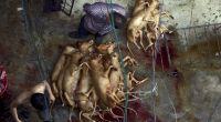 Schockierende Bilder aus China: Auch in diesem Jahr darf das Hundefleisch-Festival in Yulin wieder stattfinden.