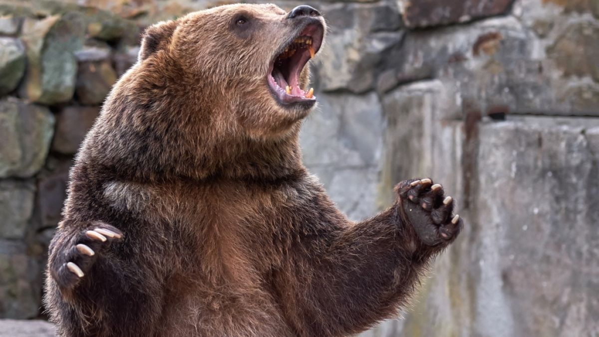 In Sibirien hat ein Bär einen 16 Jahre alten Jungen getötet. (Foto)