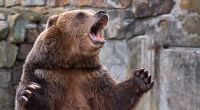 In Sibirien hat ein Bär einen 16 Jahre alten Jungen getötet.