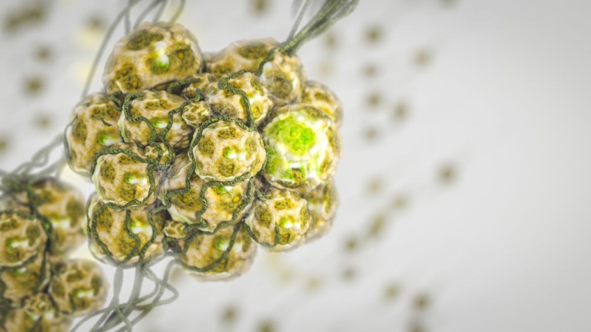 Der grüne Pilz kann das Sterberisiko bei Covid-Patienten verdreifachen. (Foto)