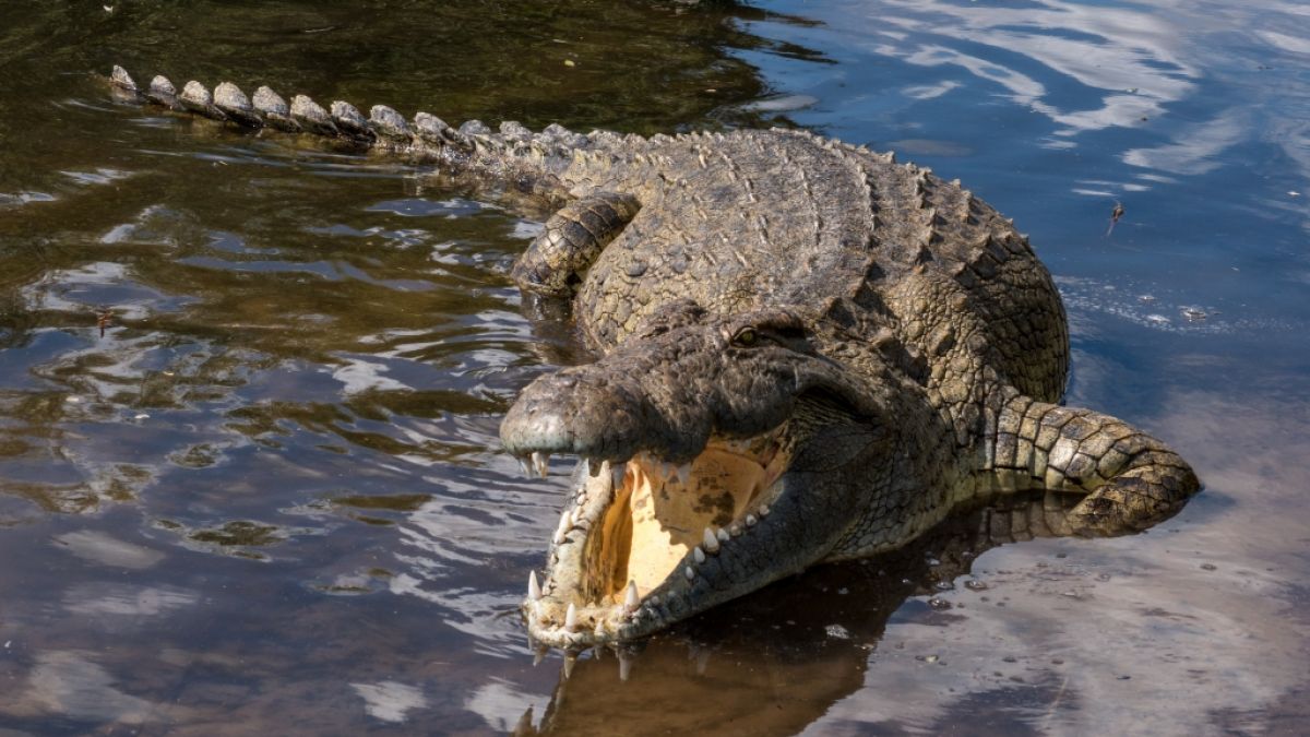 Eine 28-Jährige wurde von einem Krokodil regelrecht zerfleischt. (Foto)