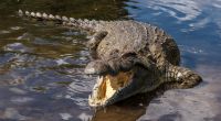 Eine 28-Jährige wurde von einem Krokodil regelrecht zerfleischt.