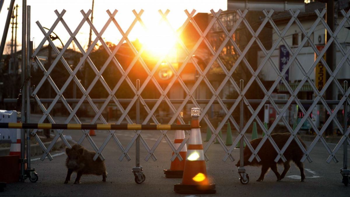 Forscher haben in Fukushima Mutanten-Wildschweine entdeckt. (Foto)
