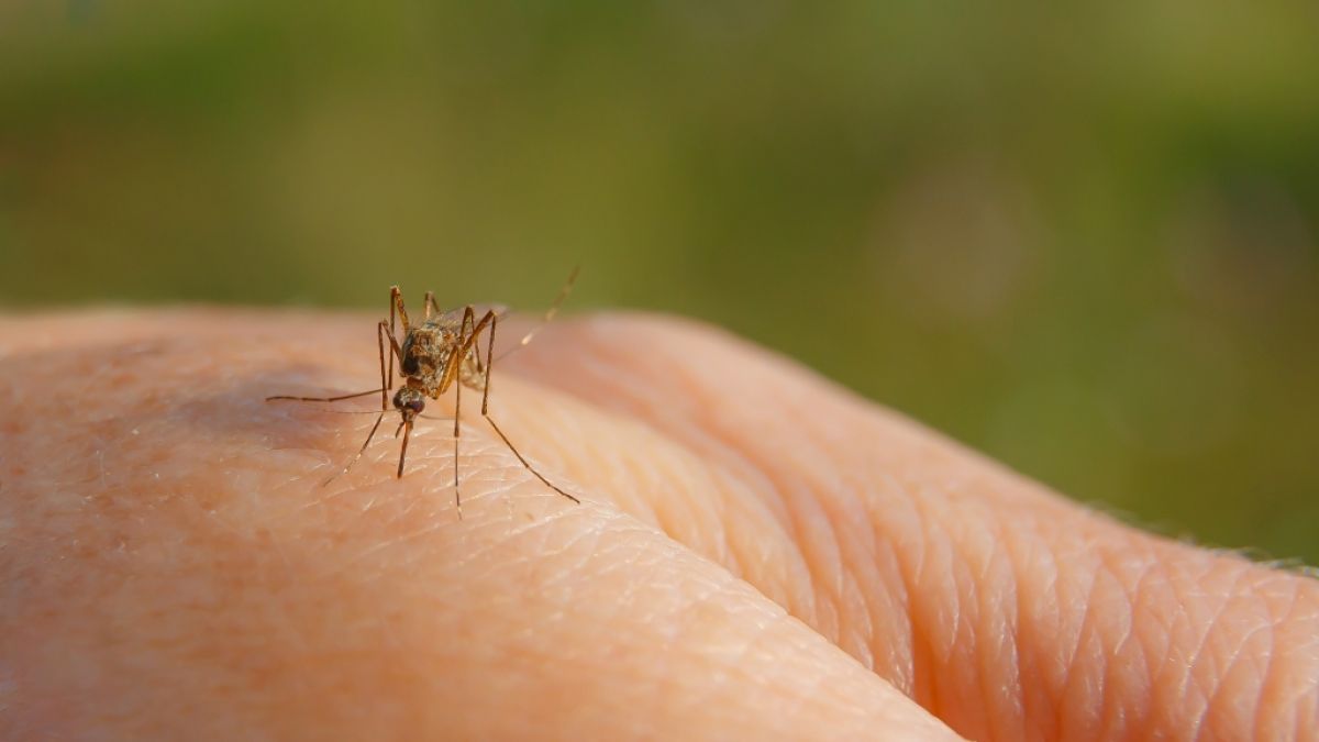 Können Mücken das Coronavirus übertragen? (Foto)