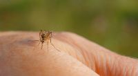 Können Mücken das Coronavirus übertragen?
