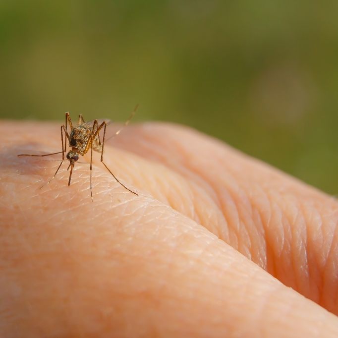 Können Mücken Sars-CoV-2 übertragen?