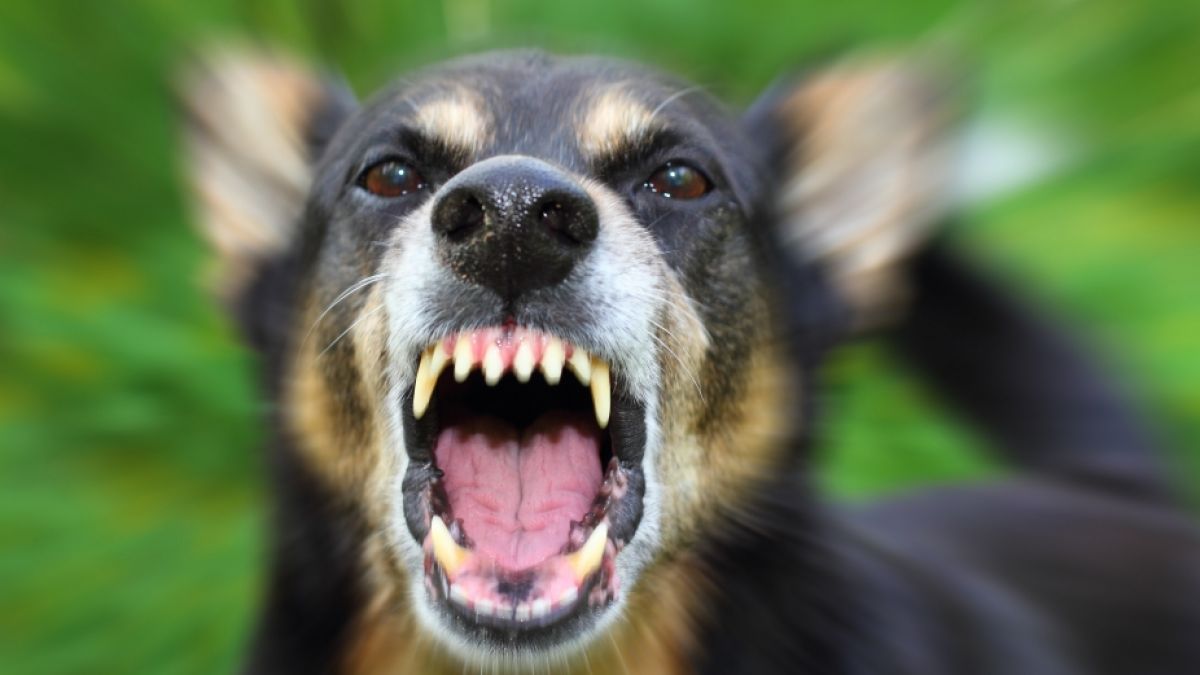 Dutzende Hunde sollen eine 13-Jährige zerfleischt haben. (Foto)