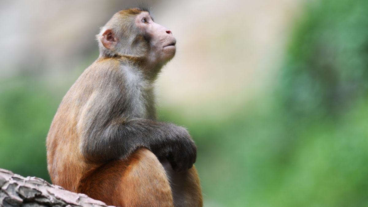 Einem Medienbericht zufolge ist ein Tierarzt in China verstorben, nachdem er sich mit der Affen-B-Seuche angesteckt hat. (Foto)
