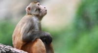 Einem Medienbericht zufolge ist ein Tierarzt in China verstorben, nachdem er sich mit der Affen-B-Seuche angesteckt hat.