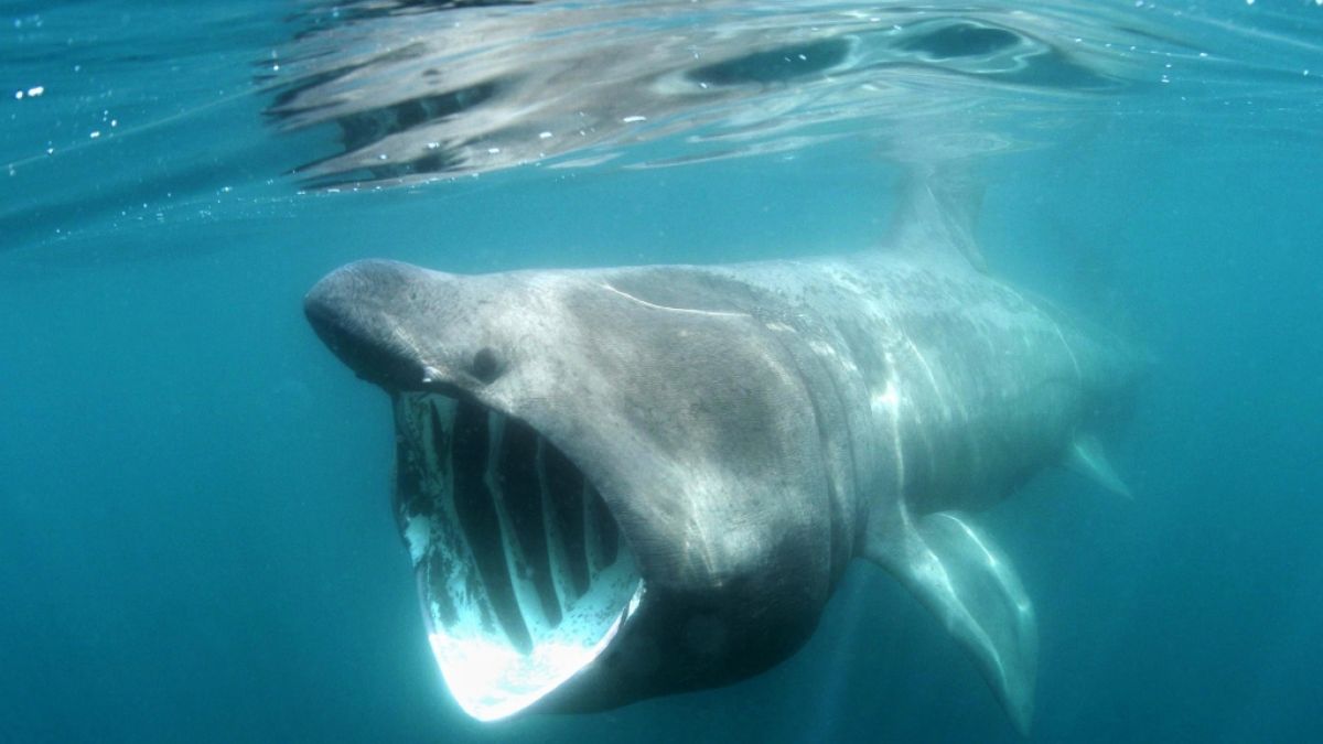 Riesenhaie sind für den Menschen ungefährlich. (Foto)