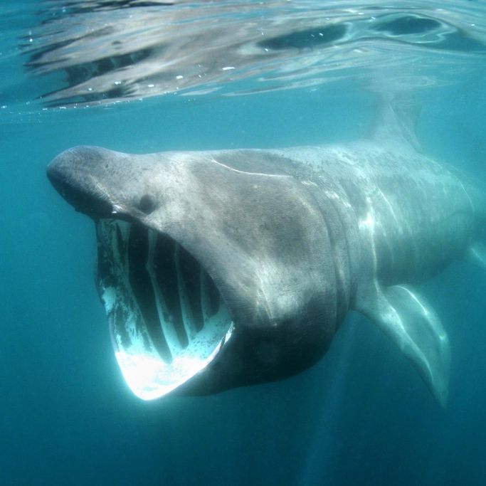 Video zeigt gigantischen Riesenhai! Schwimmt hier ein Megalodon?