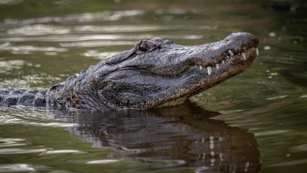 In Florida wurde ein Radfahrer von einem Alligator schwer verletzt. (Foto)