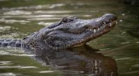 In Florida wurde ein Radfahrer von einem Alligator schwer verletzt.
