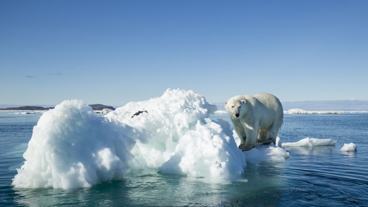 Die extreme Eisschmelze in der Arktis hat dramatische Folgen. (Foto)