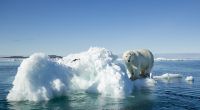 Die extreme Eisschmelze in der Arktis hat dramatische Folgen.