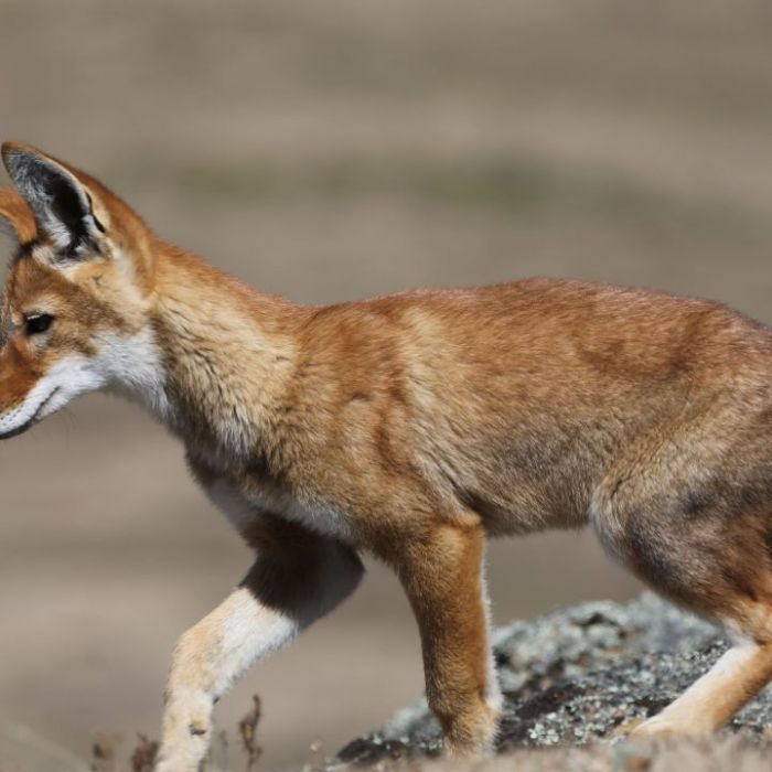 Wiederholung der Tierdoku im TV und online Wiederholung der Tierdoku im TV und online (Foto)