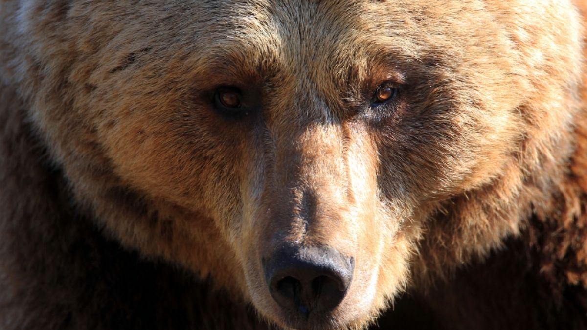 In Sibirien hat ein Bär einen Tourist getötet und anschließend gefressen. (Foto)