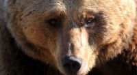 In Sibirien hat ein Bär einen Tourist getötet und anschließend gefressen.
