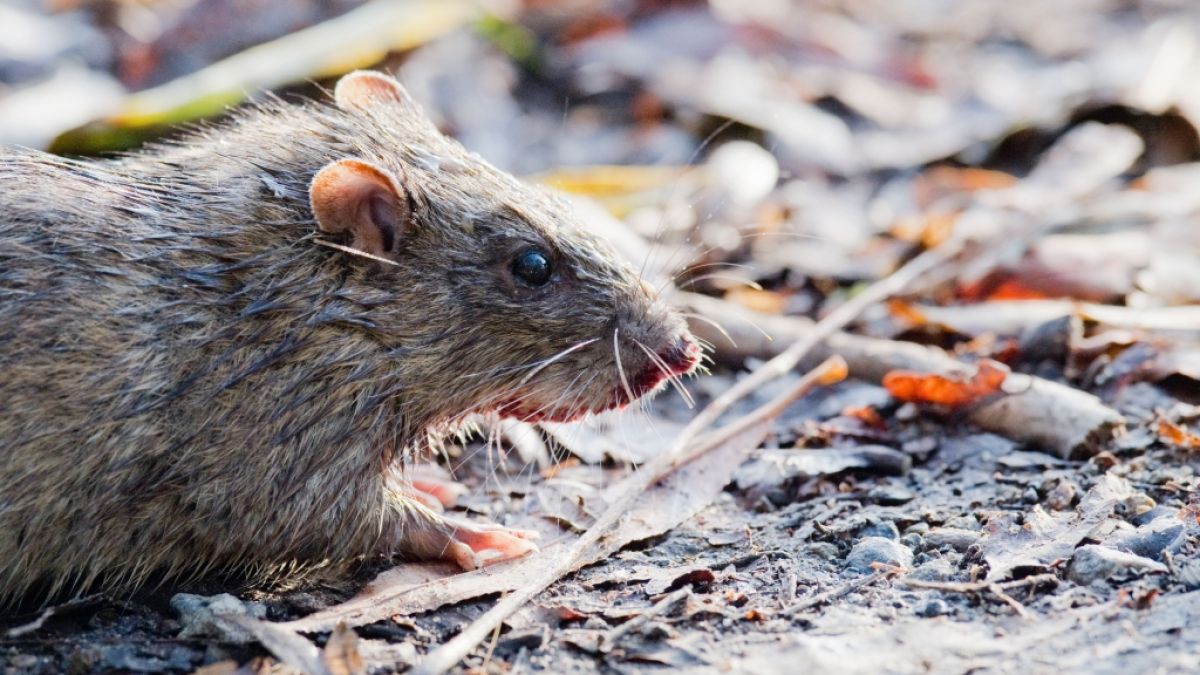 Steht der britischen Metropole London eine massive Rattenplage bevor? (Foto)