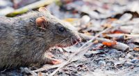 Steht der britischen Metropole London eine massive Rattenplage bevor?