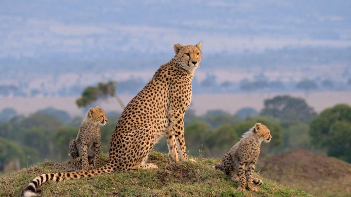 Die Großkatzen der Masai Mara bei 3sat (Foto)