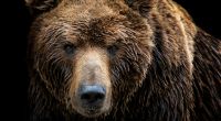 Ein Bär hat eine Frau in Kanada zerfleischt.