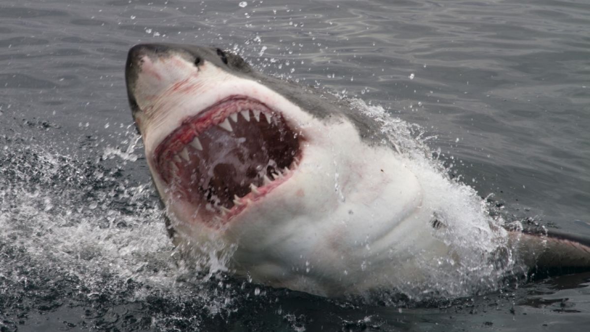 Ein Hai hat einen Rettungsschwimmer attackiert. (Foto)