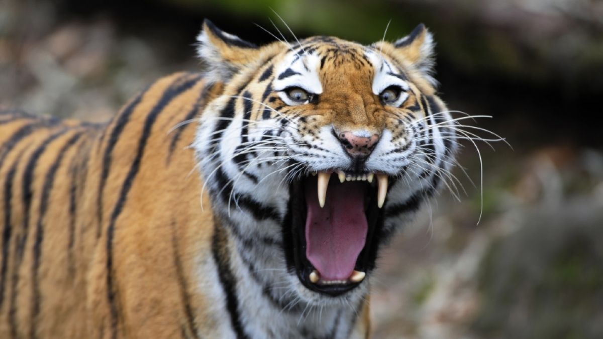 Ein Tiger hat eine Frau in einem Safari-Park zu Tode gebissen. (Foto)