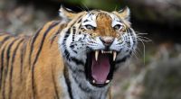 Ein Tiger hat eine Frau in einem Safari-Park zu Tode gebissen.