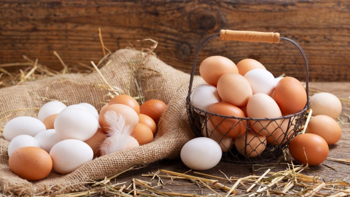Wegen Salmonellenbelastung muss Kaufland Eier zurückrufen. (Foto)
