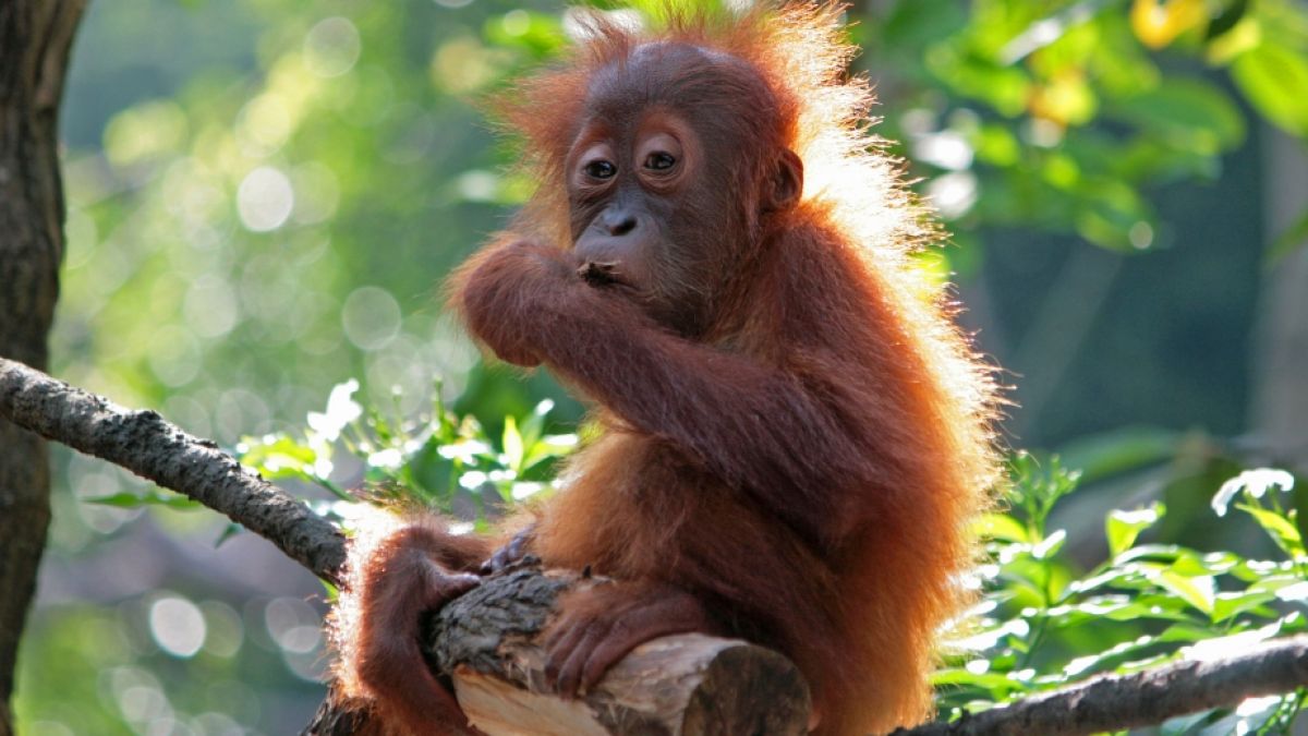 Tierschützer sind auf eine Gruppe perverser Affen-Quäler gestoßen. (Foto)