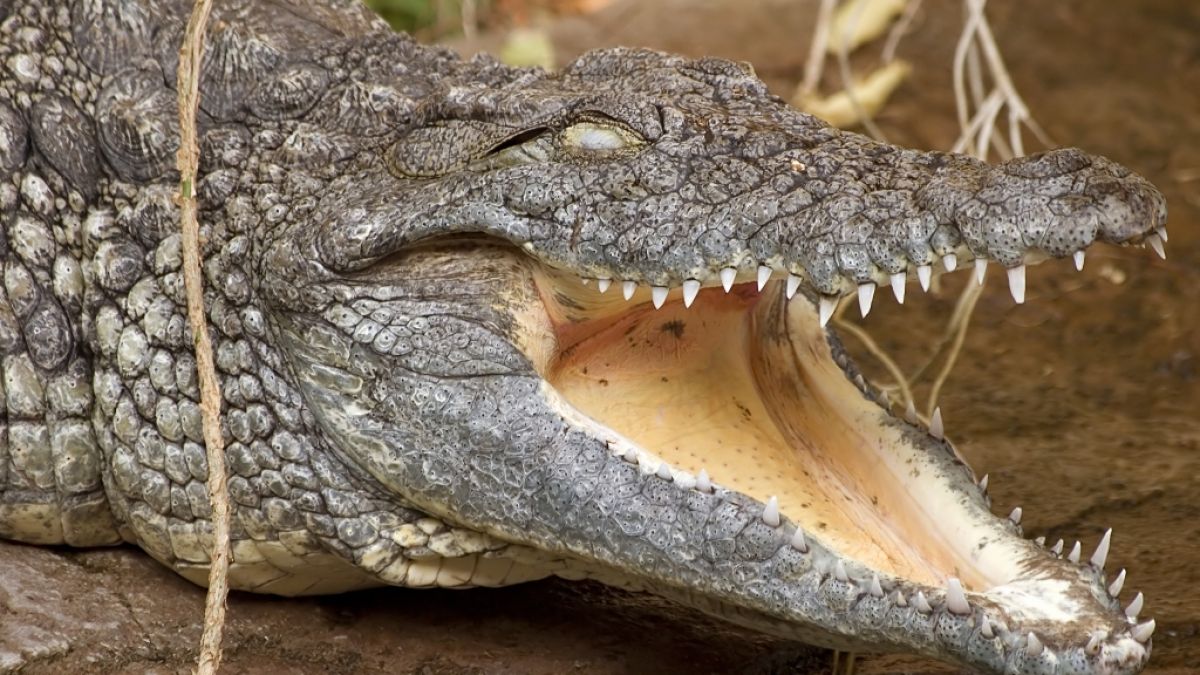 Ein Krokodil hat zwei Männer beim Schwimmen attackiert. (Foto)