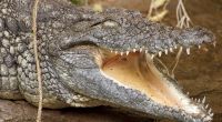 Ein Krokodil hat zwei Männer beim Schwimmen attackiert.