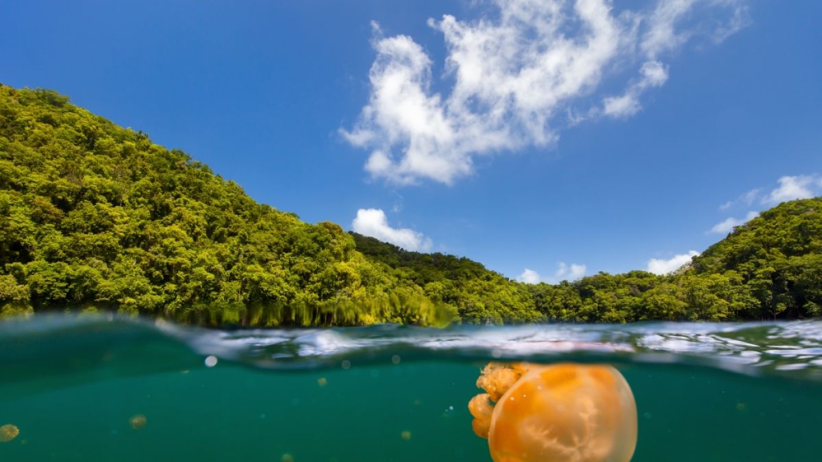 Der Jellyfish Lake in Palau lockt jedes Jahr unzählige Schnorchler an. (Foto)