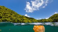 Der Jellyfish Lake in Palau lockt jedes Jahr unzählige Schnorchler an.