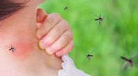 Wie gefährlich ist der Biss der Kriebelmücke wirklich? (Symbolfoto)