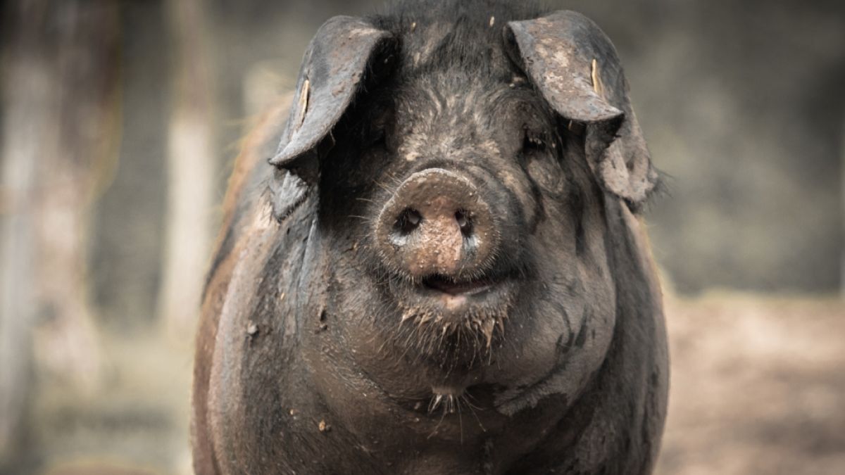 Ein Bauer ist von seinen eigenen Schweinen verspeist worden.  (Foto)