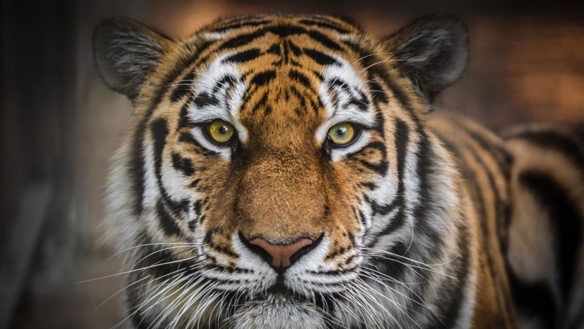 Ein Tiger soll einen Holzfäller in Russland zerfetzt haben. (Foto)