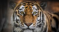 Ein Tiger soll einen Holzfäller in Russland zerfetzt haben.