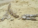 In Ägypten wurde das Fossil eines vierbeinigen Wals gefunden. (Symbolbild) (Foto)