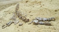 In Ägypten wurde das Fossil eines vierbeinigen Wals gefunden. (Symbolbild)
